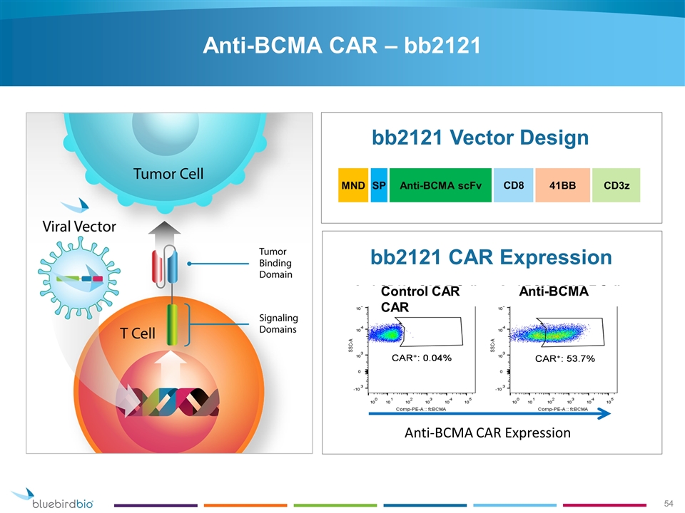 CAR-T cel anti BMCA werkingsmechanisme 2(2)